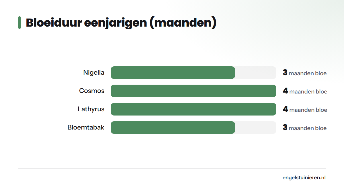 Staafdiagram dat de bloeiperiode van vier eenjarige cottage garden planten vergelijkt: Nigella 3 maanden, Cosmos 4 maanden, lathyrus 4 maanden en bloemtabak 3 maanden.