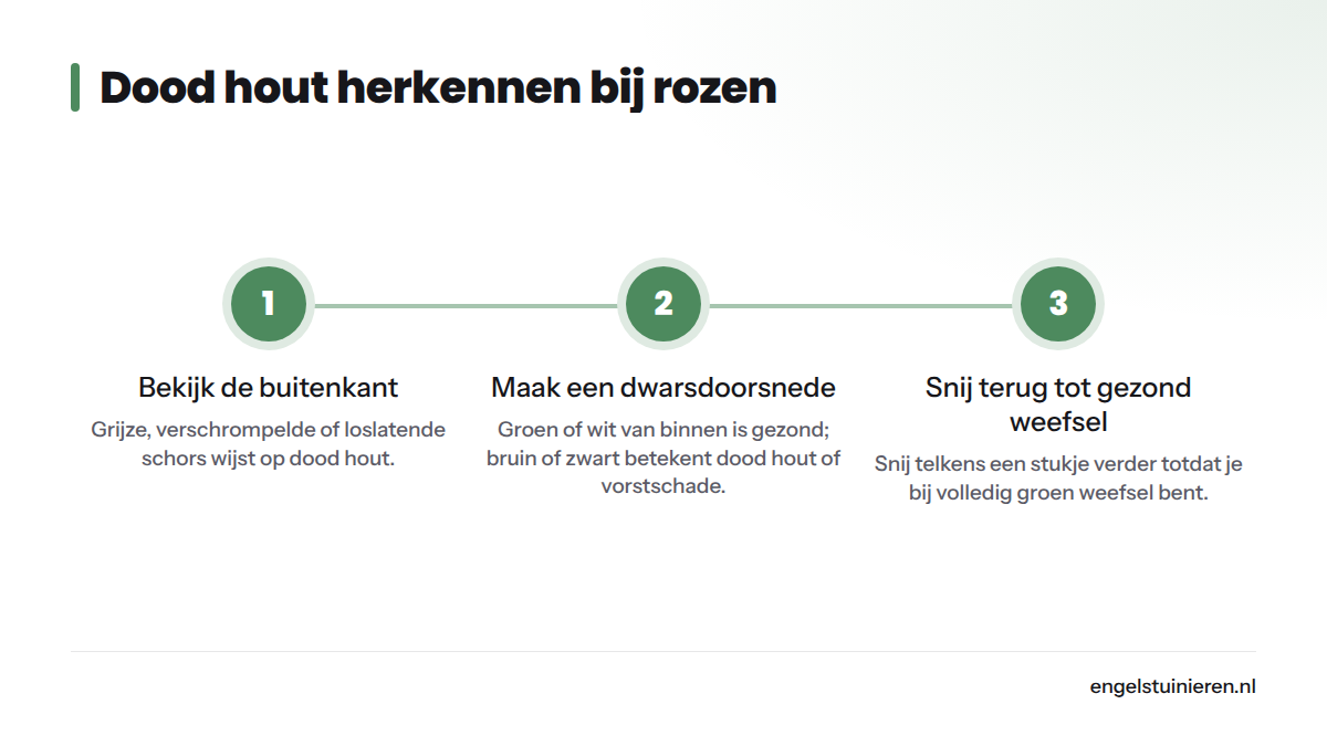 Drie stappen om dood, ziek of vorstbeschadigd hout bij rozen te herkennen en te verwijderen via de dwarsdoorsnede-methode.