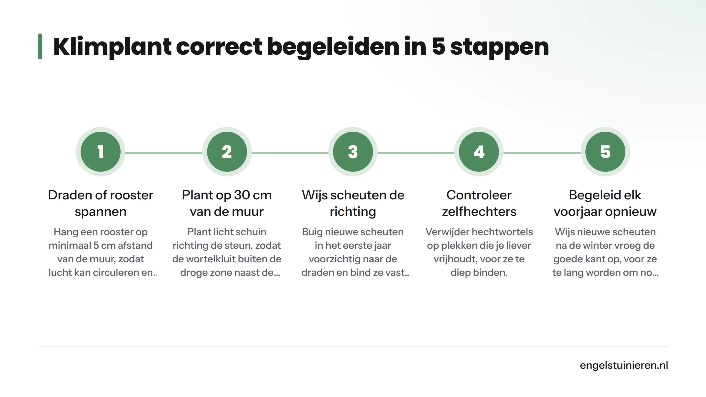 Vijf geordende stappen voor het begeleiden van een klimplant langs een muur: van draden spannen tot elk voorjaar opnieuw begeleiden.