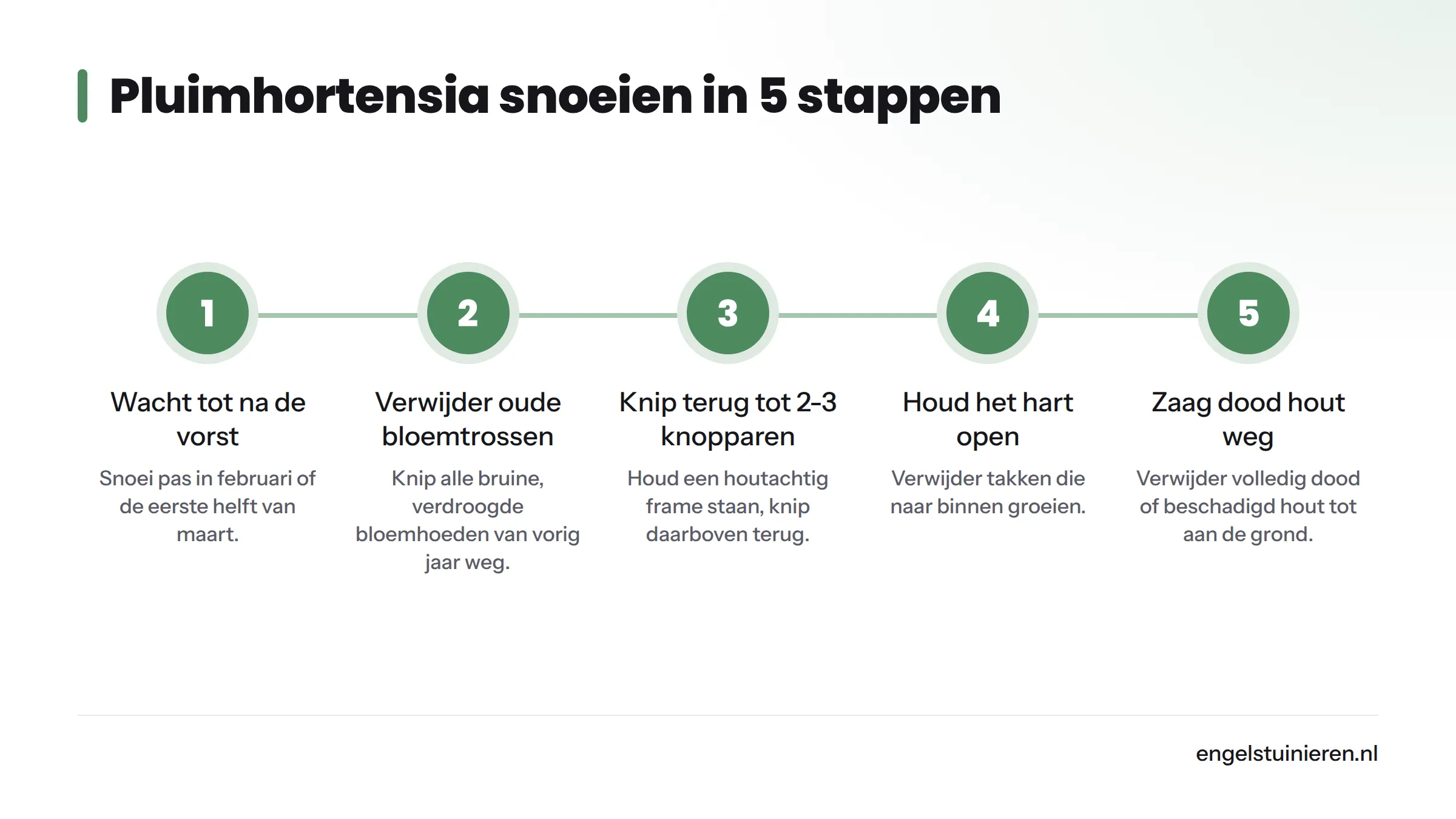 Vijf opeenvolgende stappen voor het snoeien van een pluimhortensia: wachten tot na de vorst, verwijderen van oude bloemtrossen, terugknippen tot 2 à 3 knopparen, hart openhouden en dood hout…
