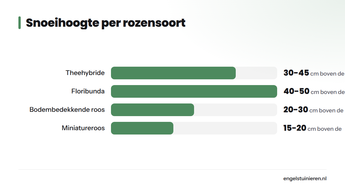 Staafdiagram met de snoeihoogte of snoeidiepte voor vijf rozensoorten: theehybride 30-45 cm, floribunda 40-50 cm, Engelse roos 50-60% van hoogte, struikroos een derde, bodembedekkende roos 20-30 cm.