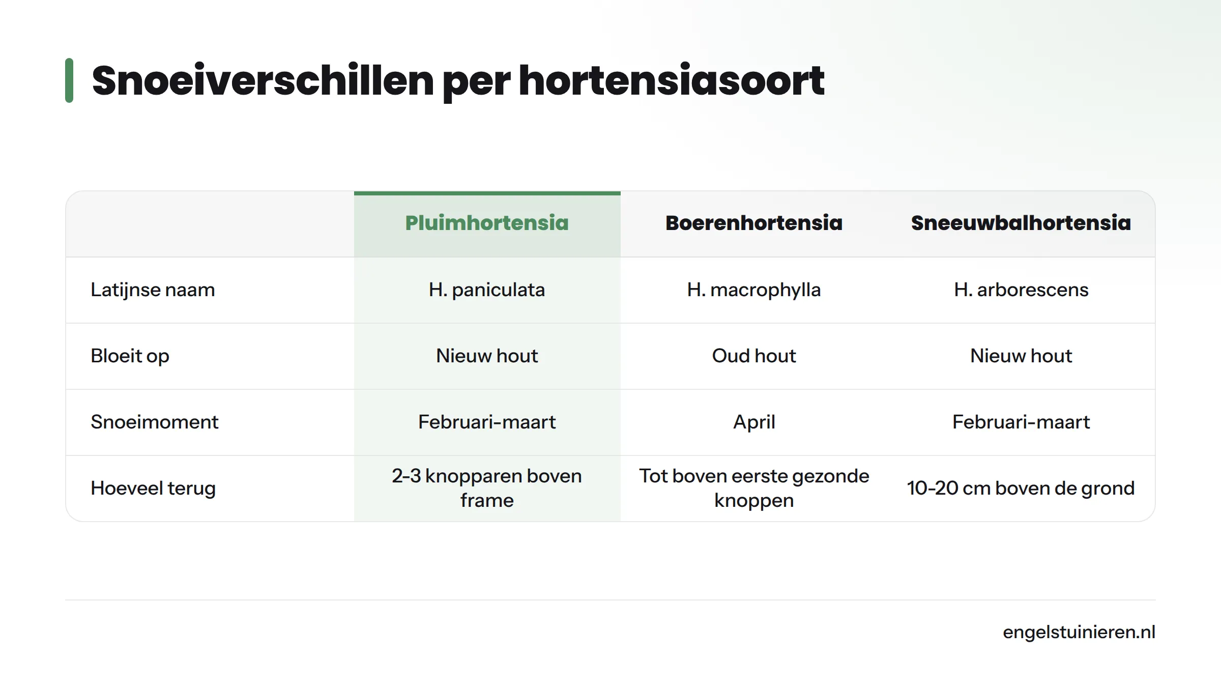 Vergelijkingstabel van vier hortensiasoorten op bloeiwijze, snoeimoment en snoeidepte: pluim- en sneeuwbalhortensia bloeien op nieuw hout en worden fors teruggeknipt in februari-maart…