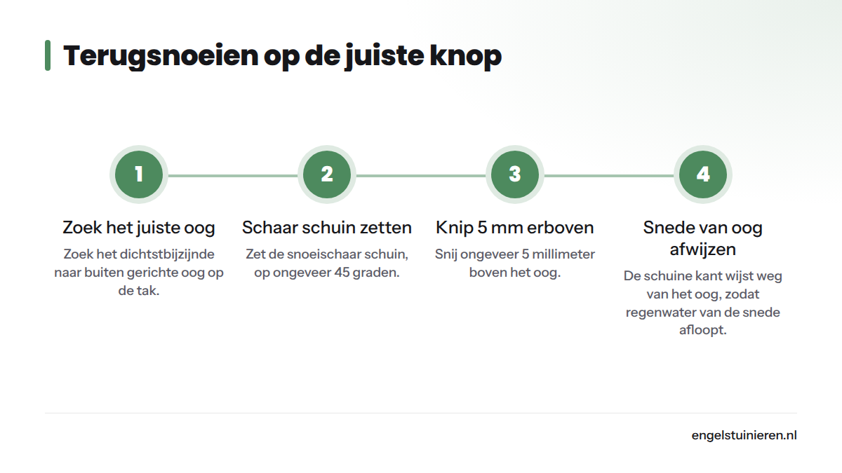 Vier stappen om een rozenstek correct op een naar buiten gericht oog te snoeien: kies het oog, zet de schaar schuin op 45 graden, knip 5 millimeter erboven en laat regenwater van de snede afvloeien.
