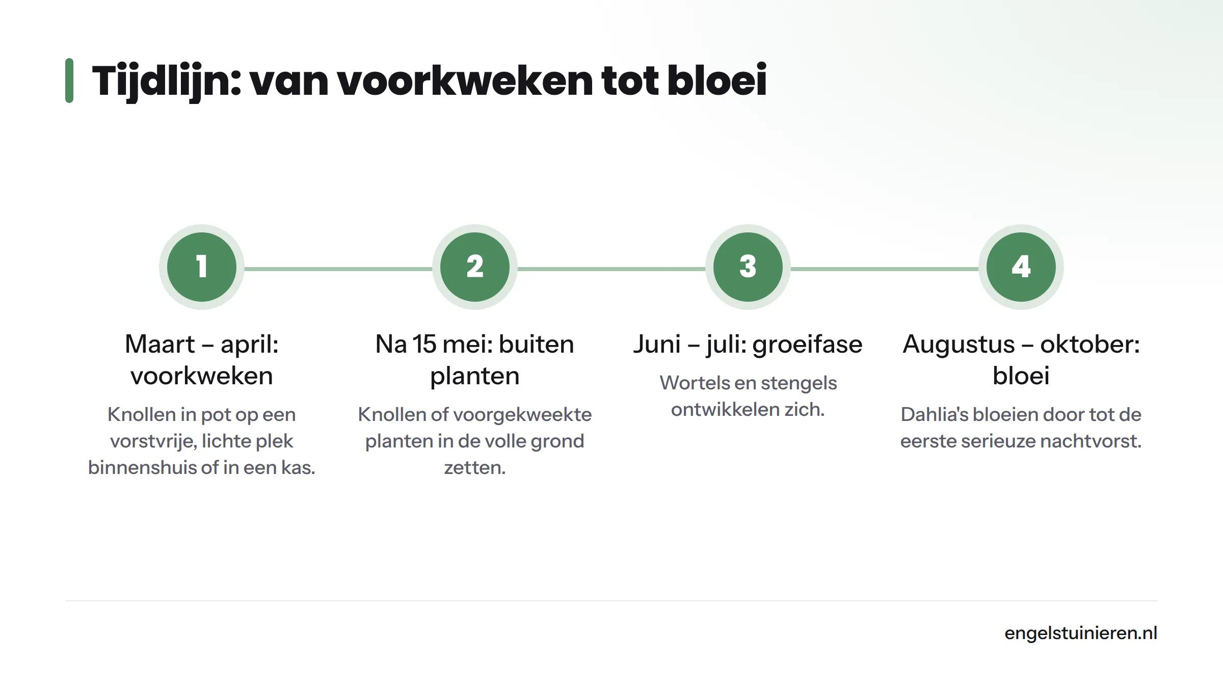 Vier fasen van de dahlia-seizoensplanning: voorkweken in maart-april, buiten planten na 15 mei, groeifase in juni-juli en bloei van augustus tot oktober.